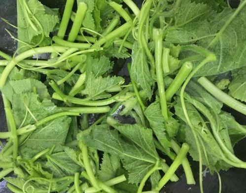 春天看花夏天吃瓜凯莉,凯莉带你畅游四季美食之旅