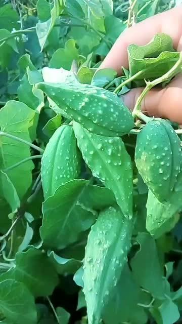 老瓜瓢根咋吃,老瓜瓢根的多样食用方法探索