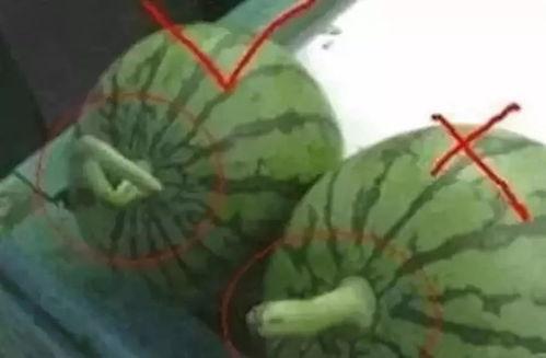 带你吃瓜恐怖物体,恐怖物体背后的惊悚真相