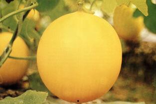 秦皇岛吃瓜事件