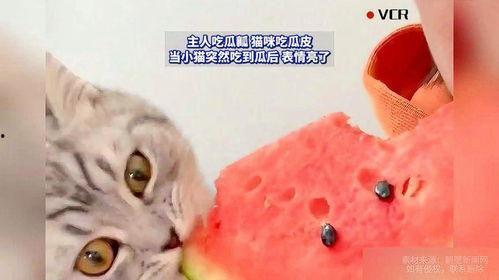 猫咪和主人吃瓜