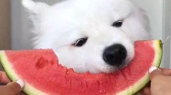 萨摩耶比熊吃瓜,萨摩耶与比熊的欢乐瓜界冒险