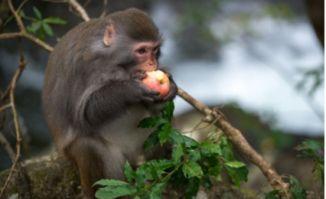 猴子吃大老瓜图片,猴子大快朵颐大老瓜欢乐瞬间