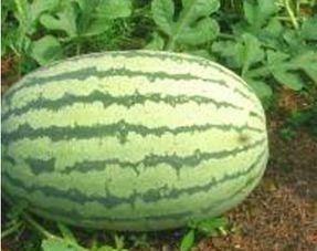 吃瓜可以怎么描写,揭秘吃瓜背后的趣味与奥秘