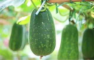 吃瓜乐图片,揭秘娱乐圈幕后趣闻