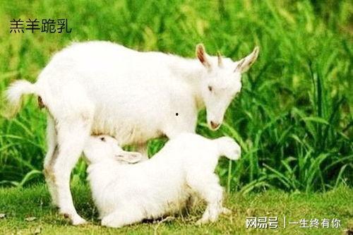 吃瓜呆小羊,揭秘娱乐圈的“瓜田”趣事