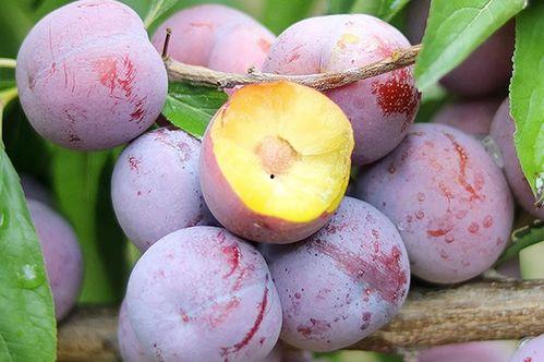 云南李子今日头条,鲜甜上市，品味云南特色果香