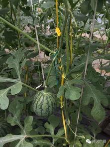 南京郑州吃瓜,网络热议背后的社会现象解析