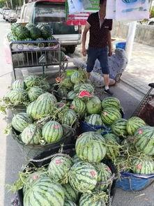 青海吃瓜事件真相,揭秘背后真相与反思