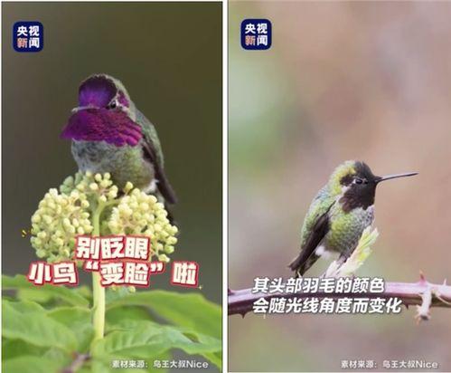 网红鸟,揭秘网络红人的魅力与影响力