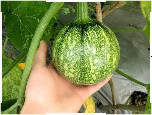 上海中介吃瓜,吃瓜背后的行业真相