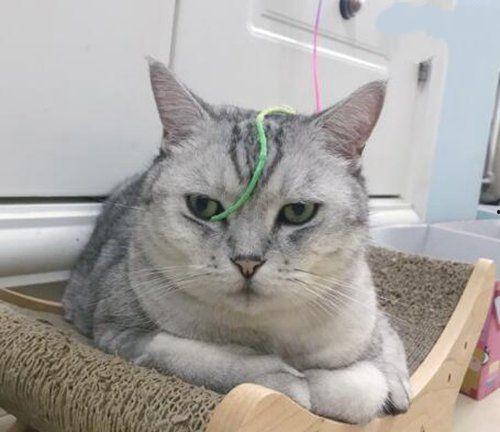 五大网红猫咪,萌态百出，圈粉无数