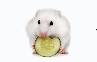 仓鼠可以吃西湖瓜吗