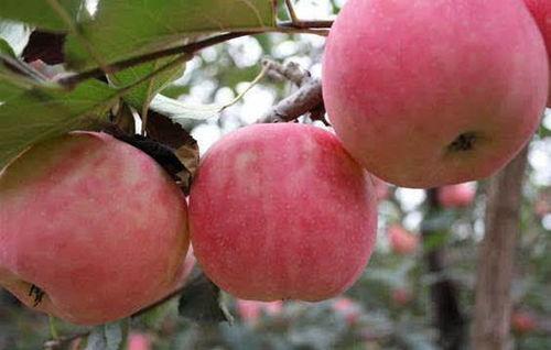 平陆县明星,璀璨乡村之光，助力乡村振兴